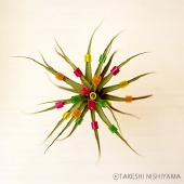 takeshi-nishiyama-plants1.jpg